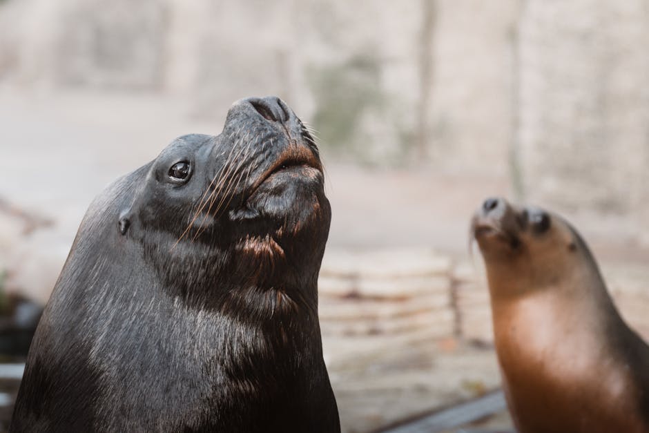  墨西哥圣路易斯波托西会展中心