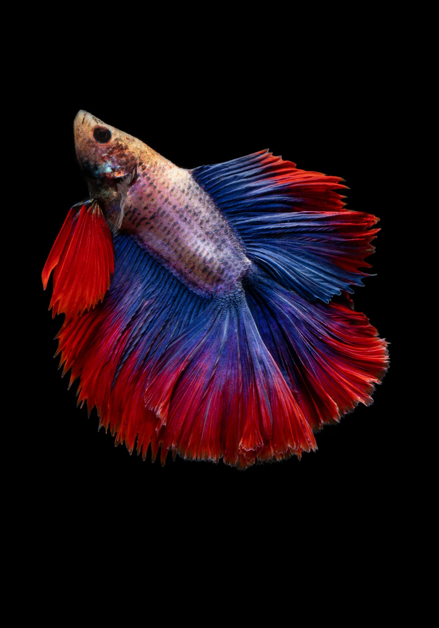 巴西水产海鲜展览会 SEAFOOD SHOW LATIN AMERICA 现场